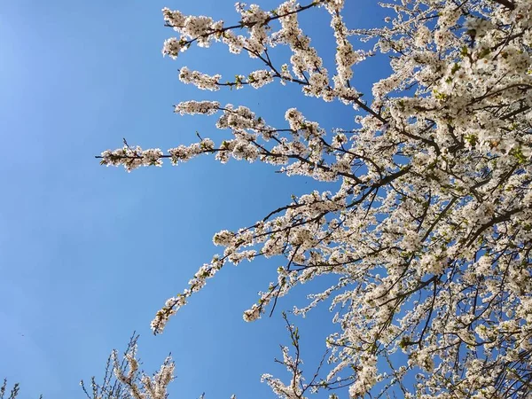 Цветущее Весеннее Дерево Крупный План — стоковое фото