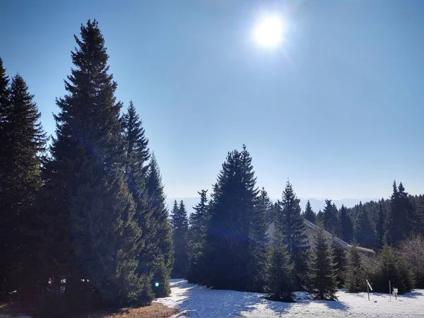 Paisaje Invernal Con Árboles Cubiertos Nieve — Foto de Stock