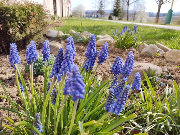 Jacinthes Bleues Dans Jardin Gros Plan — Photo