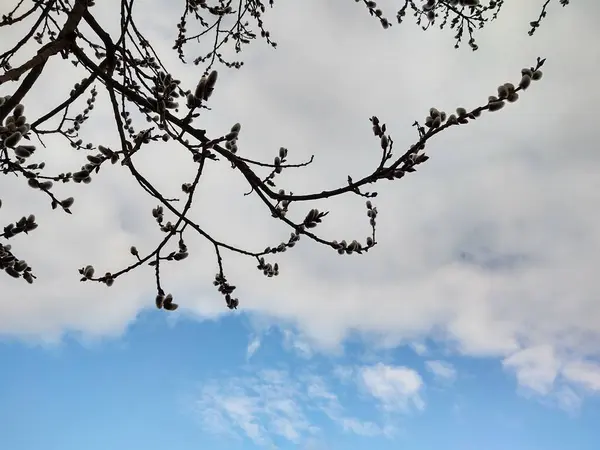 Grenar Träd Våren — Stockfoto