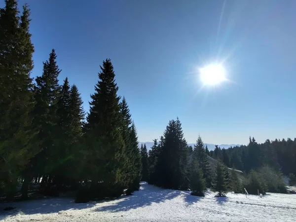 Winterlandschaft Mit Schneebedeckten Bäumen — Stockfoto