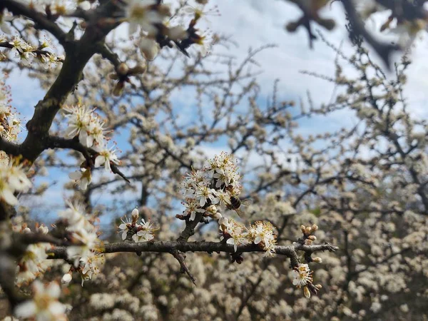Fioritura Albero Fiore Primavera Colpo Vicino — Foto Stock