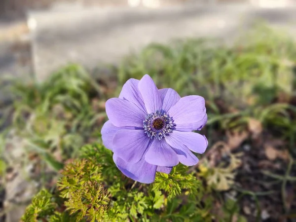 庭の美しい花を近くで撮影 — ストック写真
