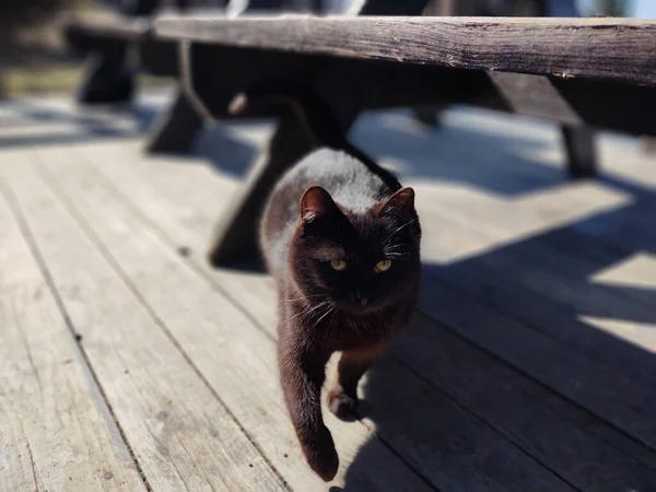 Söt Katt Liggande Bänk Närbild Skott — Stockfoto