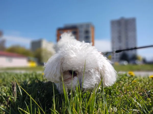 Cute White Dog Outdoor Park — Stock Photo, Image