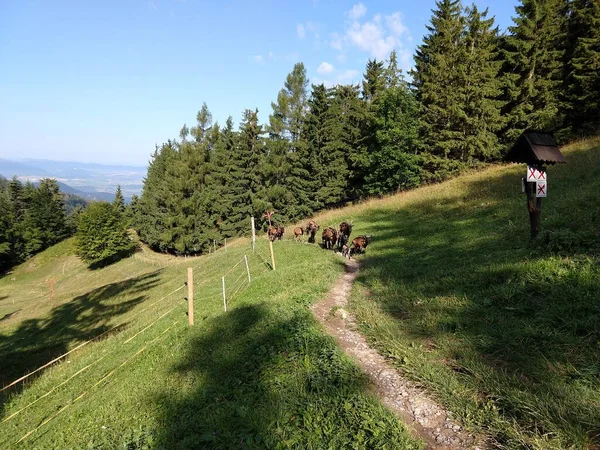 Kecskék Zöld Dombon Szlovákia — Stock Fotó