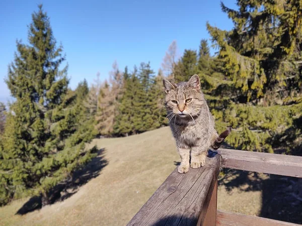 Şirin Kedi Bankta Yatıyor Yakın Çekim — Stok fotoğraf