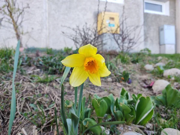 Belles Fleurs Dans Jardin Plan Rapproché — Photo