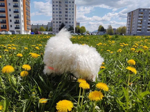 Bonito Cão Branco Livre Parque — Fotografia de Stock