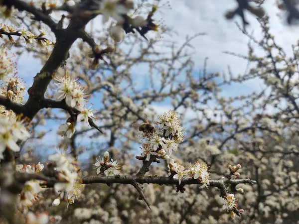 Lkbaharda Çiçek Açan Ağaç Yakın Çekim — Stok fotoğraf