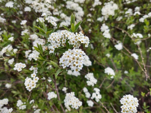 Fleurs Blanches Sur Prairie Verte — Photo