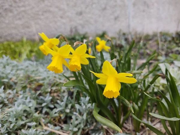 Güzel Sarı Nergisler Bahçede — Stok fotoğraf