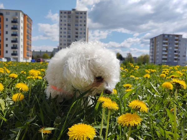 Милий Білий Собака Відкритий Парку — стокове фото
