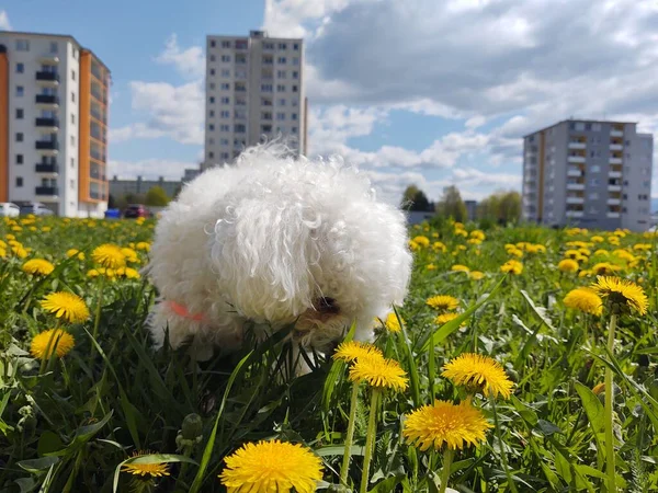 Bonito Cão Branco Livre Parque — Fotografia de Stock