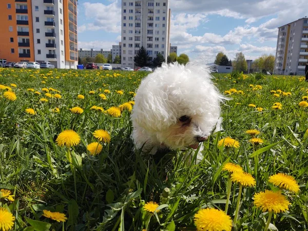 Милий Білий Собака Відкритий Парку — стокове фото