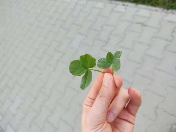 Trébol Verde Mano Cerca Disparo — Foto de Stock