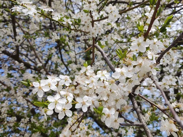 Árbol Floreciente Flor Primavera Primer Plano —  Fotos de Stock