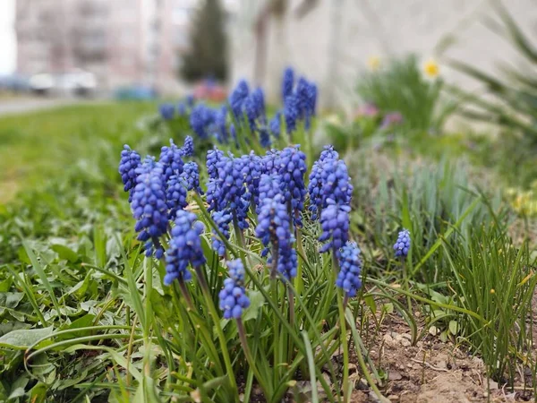Belles Fleurs Dans Jardin Plan Rapproché — Photo