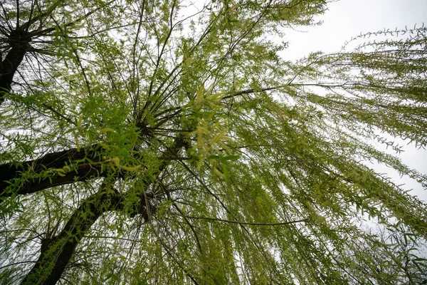 Green Trees Forest Day Time Shot — Stock Photo, Image