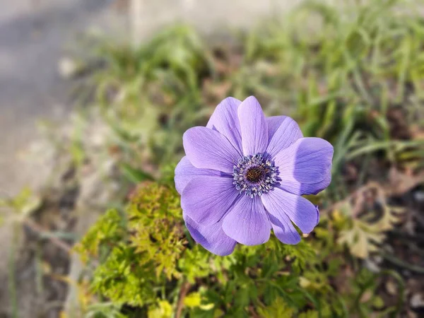 庭の美しい花を近くで撮影 — ストック写真