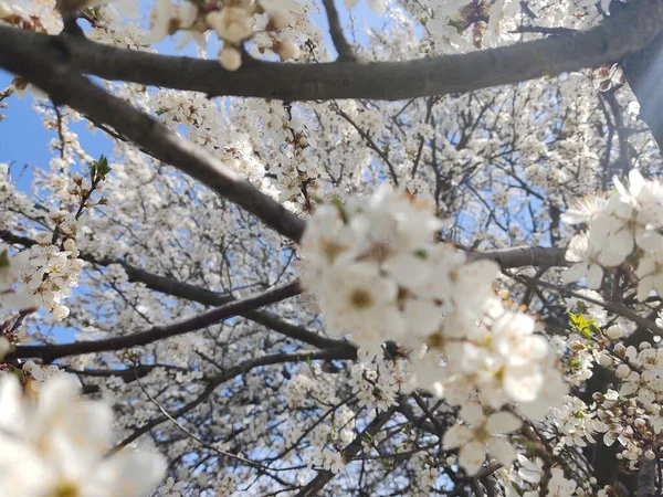 Fioritura Albero Fiore Primavera Colpo Vicino — Foto Stock