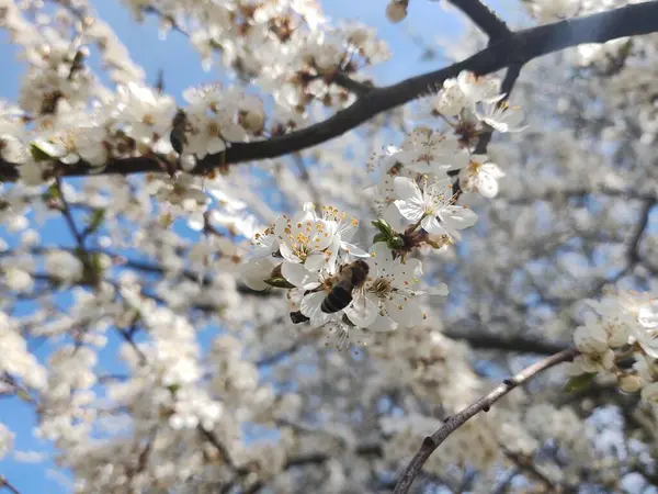 Fioritura Albero Fiore Primavera Colpo Vicino — Foto Stock