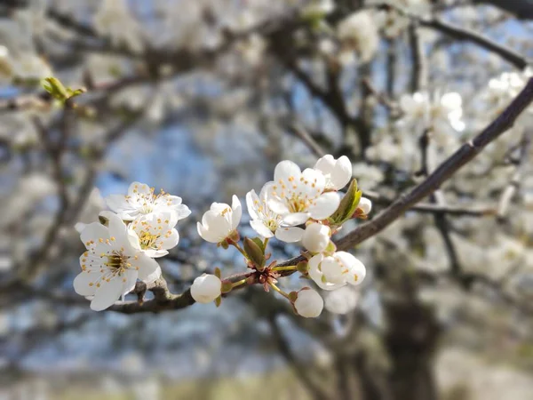 春に花を咲かせます 撃たれた — ストック写真