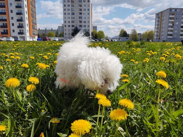 Netter Weißer Hund Park — Stockfoto