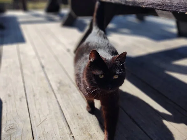 可爱的猫躺在长椅上近距离射击 — 图库照片