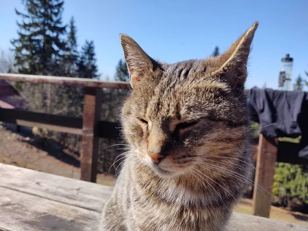 Lindo Gato Acostado Banco Cerca Disparo —  Fotos de Stock