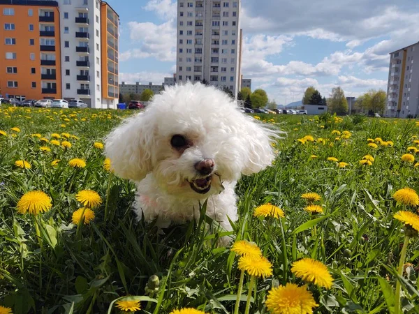 Bonito Cão Branco Livre Parque — Fotografia de Stock