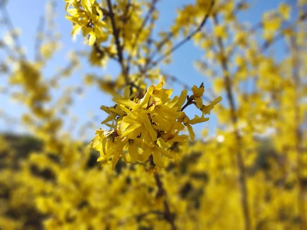 Árvore Florescente Flor Primavera Fechar Tiro — Fotografia de Stock