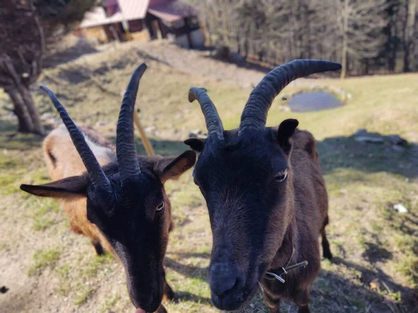 Close Shot Goats Mountains — Stock Photo, Image