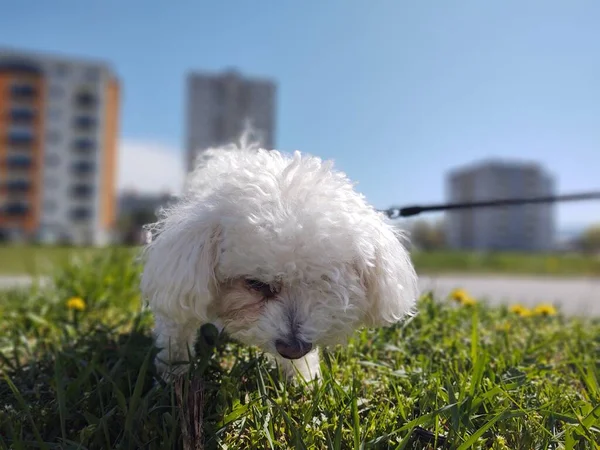 Милая Белая Собака Открытым Небом Парке — стоковое фото