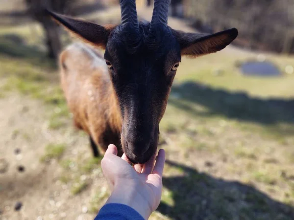 Close Shot Van Geit Boerderij — Stockfoto