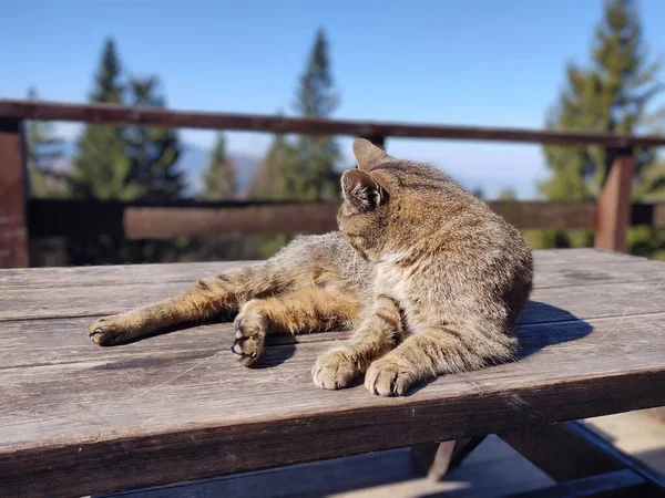 Şirin Kedi Bankta Yatıyor Yakın Çekim — Stok fotoğraf
