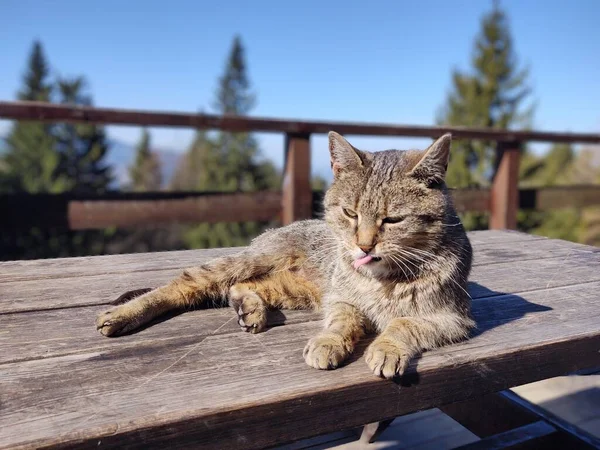 Schattig Kat Liggend Bank Close Schot — Stockfoto