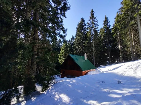 Зимовий Пейзаж Засніженими Деревами — стокове фото