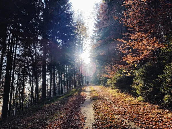 Paisaje Verano Con Bosque Ciclista Caballo Por Carretera Con Las — Foto de Stock