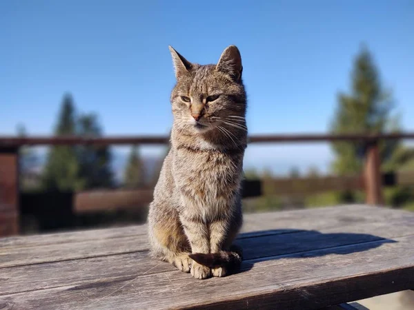 Şirin Kedi Bankta Yatıyor Yakın Çekim — Stok fotoğraf