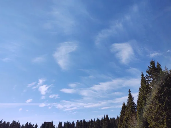 Paisagem Montanhosa Com Abetos Nuvens — Fotografia de Stock