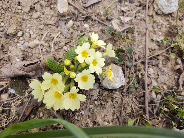 Belles Fleurs Dans Jardin Plan Rapproché — Photo