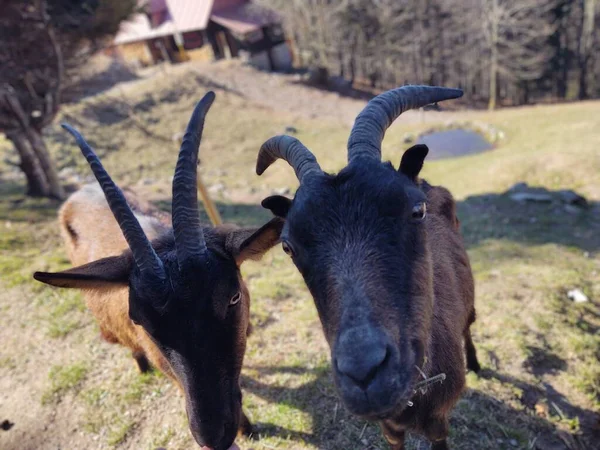 Close Shot Goats Mountains — Stock Photo, Image