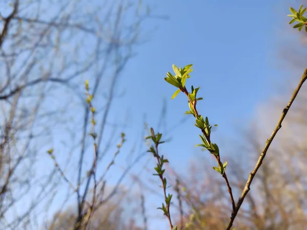 Bloeiende Boom Bloei Het Voorjaar Close Schot — Stockfoto