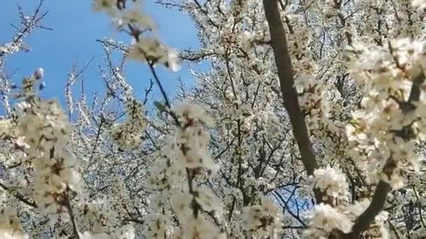Abejas Zumbando Las Flores Blancas Del Manzano Floreciente Durante Primavera — Vídeos de Stock