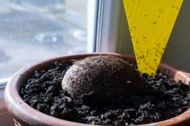 Zararlı bitki böcekleri için sarı yapıştırıcı tuzağı. Slovakya