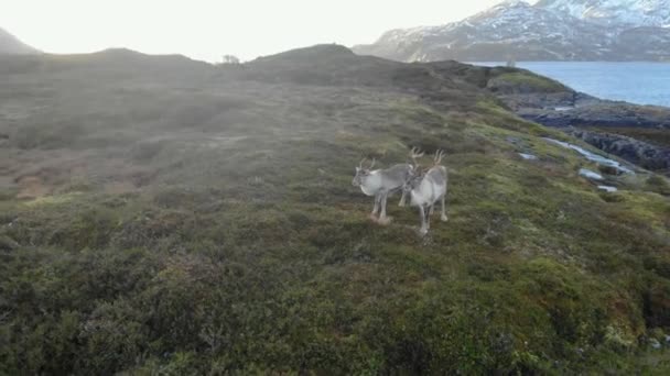 Norwegische Hirsche in der Nähe des Fjords — Stockvideo