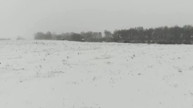 Kışın vahşi doğada karın içinden