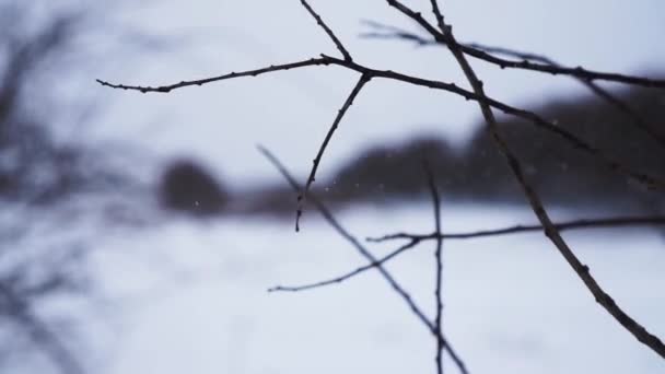 Ternura no inverno. ramos de árvore fechar — Vídeo de Stock