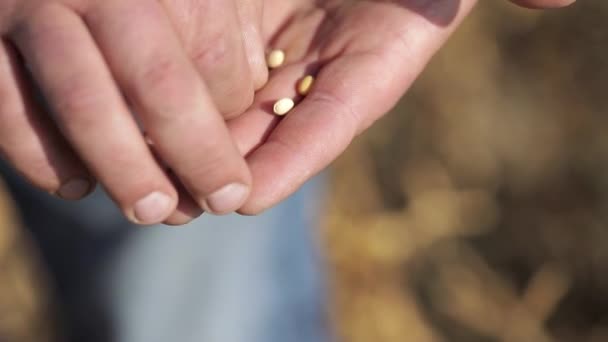 Primo piano di chicchi maturi nelle mani di un uomo. frumento sul palmo del contadino . — Video Stock